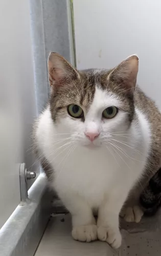 neuestes Tier in der Vermittlung