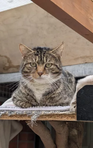 neuestes Tier in der Vermittlung