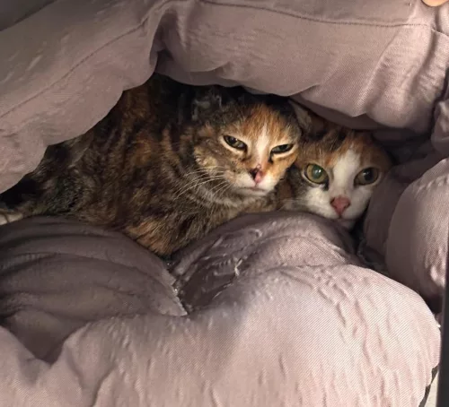 neuestes Tier in der Vermittlung