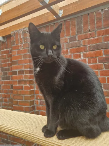 neuestes Tier in der Vermittlung