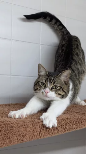 neuestes Tier in der Vermittlung