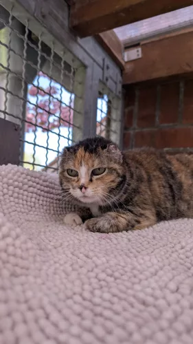 neuestes Tier in der Vermittlung