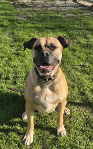 neuestes Tier in der Vermittlung