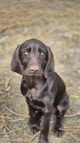 Beitragsbild ehemaliges Tier