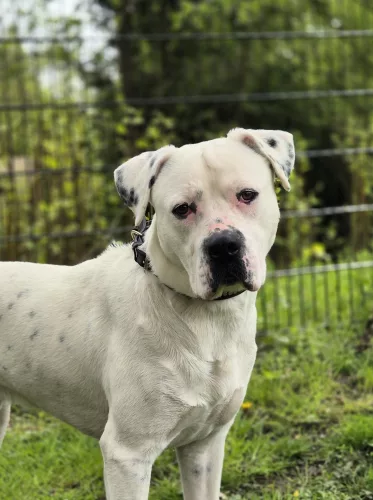 neuestes Tier in der Vermittlung