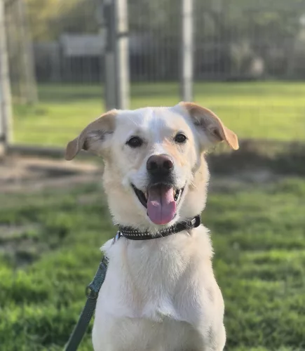 neuestes Tier in der Vermittlung