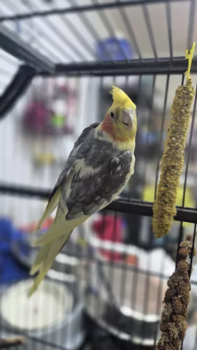 neuestes Tier in der Vermittlung