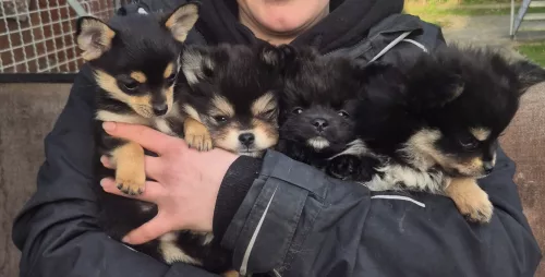 neuestes Tier in der Vermittlung