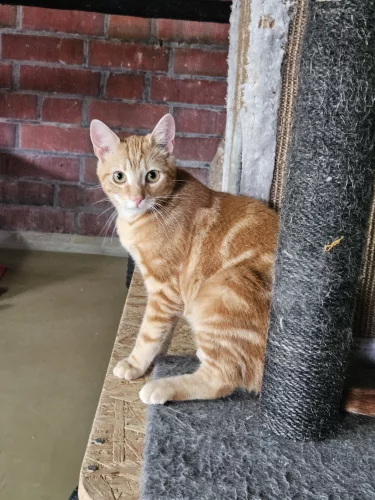 Beitragsbild Katze