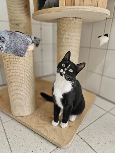 Beitragsbild Katze