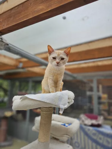 Beitragsbild Katze