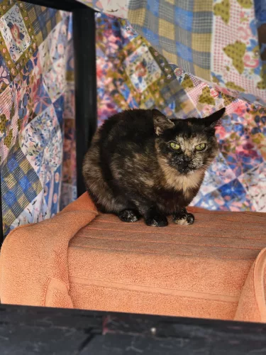 Beitragsbild Katze