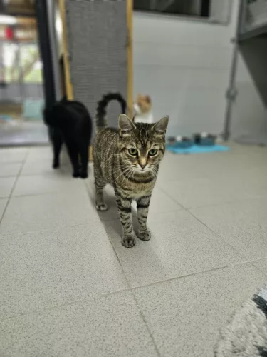 Beitragsbild Katze
