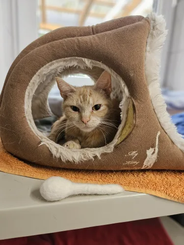 Beitragsbild Katze