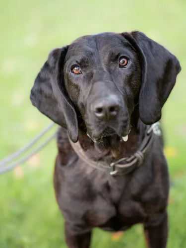 Beitragsbild Hunde