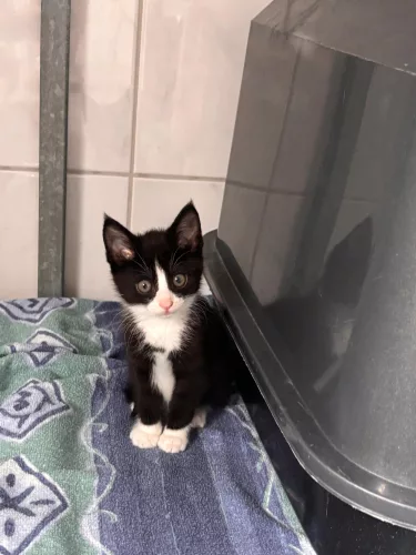 Beitragsbild Katze
