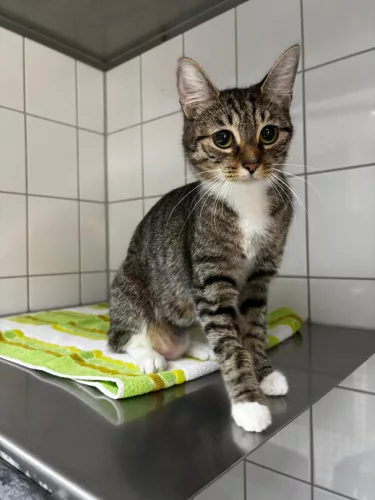 Beitragsbild Katze