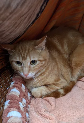 Beitragsbild Katze