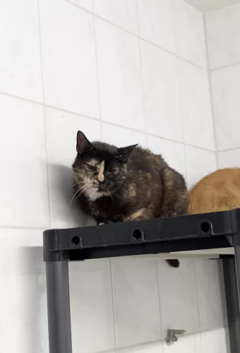 Beitragsbild Katze