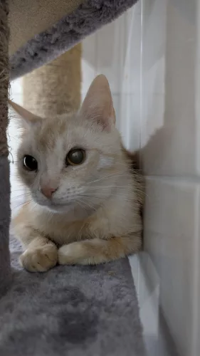 Beitragsbild Katze
