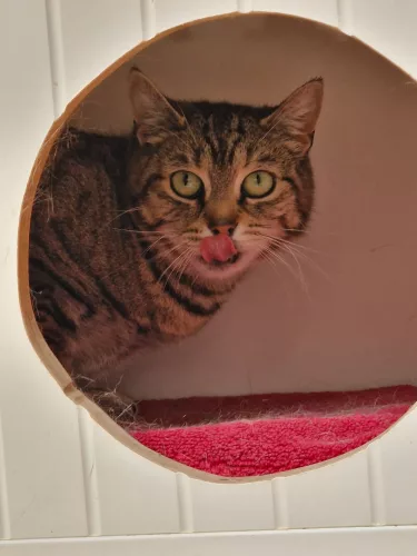 Beitragsbild Katze