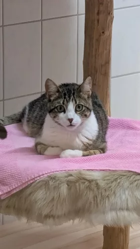 Beitragsbild Katze
