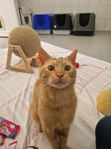 Beitragsbild Katze