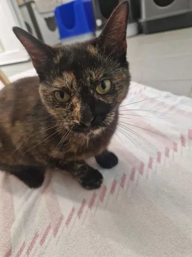Beitragsbild Katze