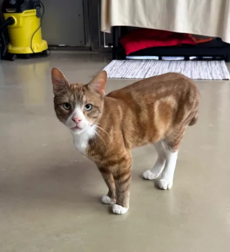 Beitragsbild Katze
