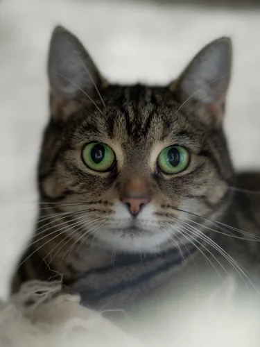 Beitragsbild Katze