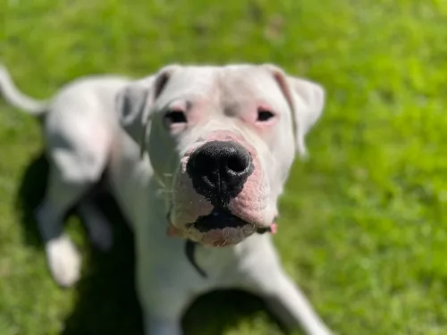 Beitragsbild Hunde