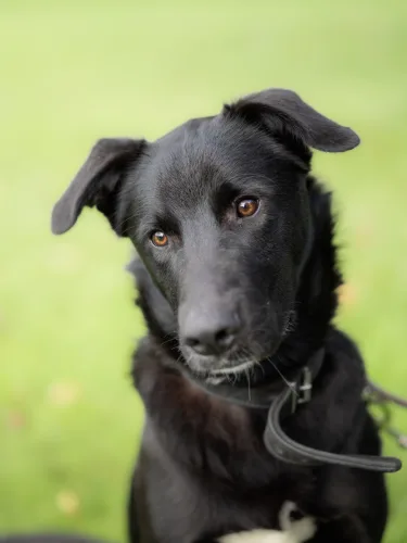 Beitragsbild Hunde