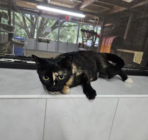 Beitragsbild Katze