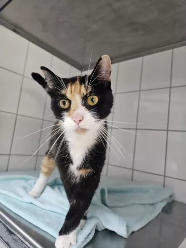 Beitragsbild Katze