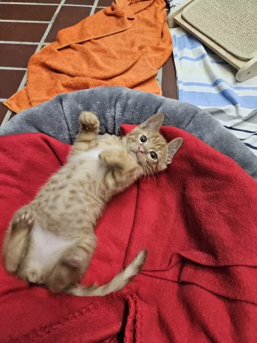 Beitragsbild Katze