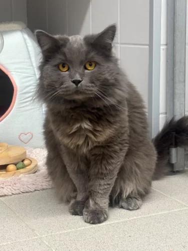 Beitragsbild Katze