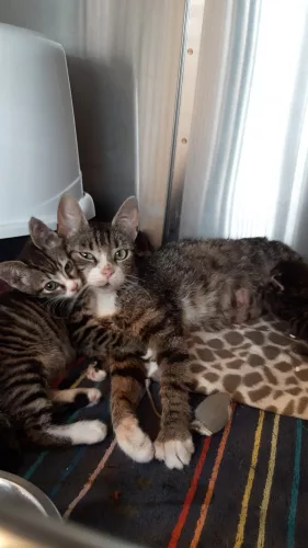 Beitragsbild Katze