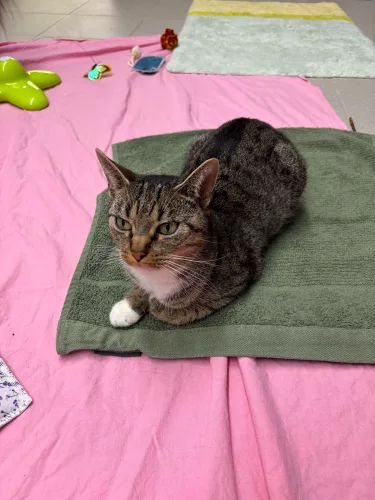 Beitragsbild Katze