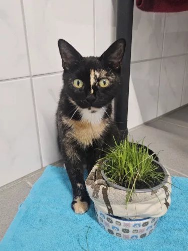 Beitragsbild Katze