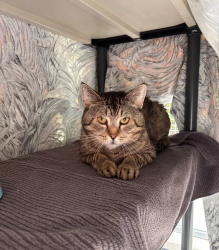 Beitragsbild Katze