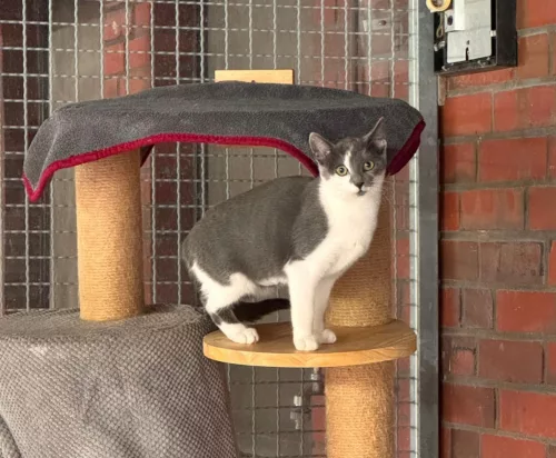 Beitragsbild Katze