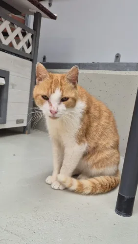 Beitragsbild Katze