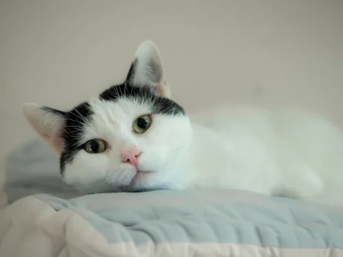 Beitragsbild Katze