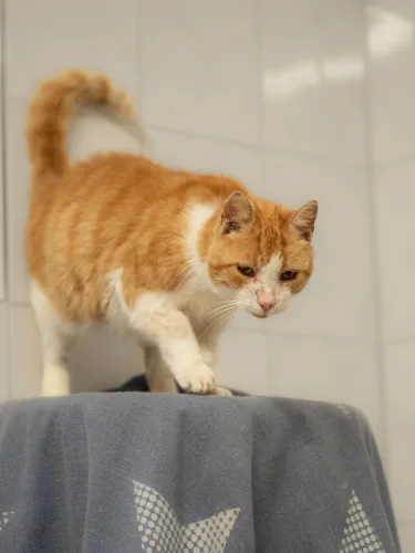 Beitragsbild Katze
