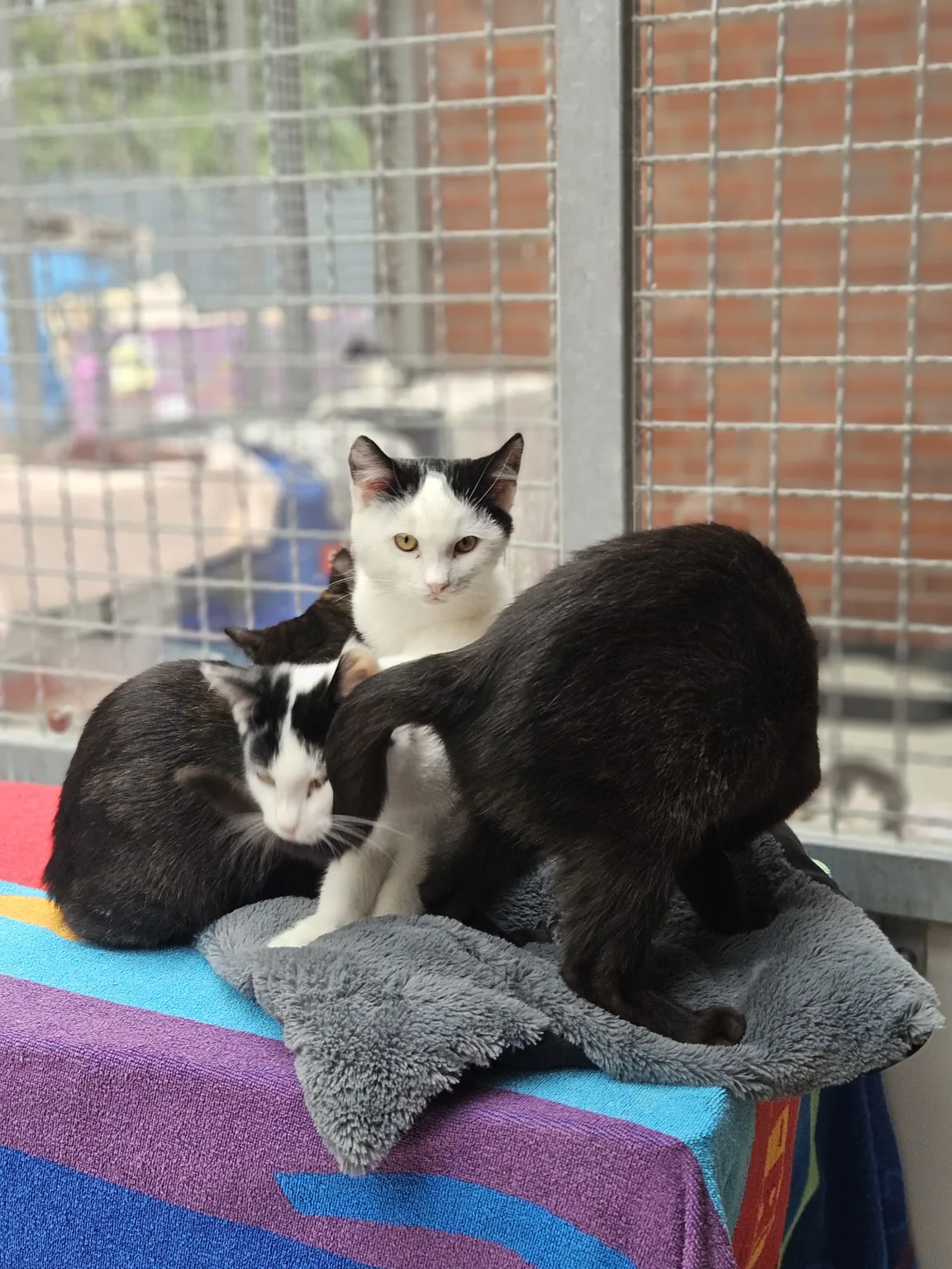 Gaston, EKH – Tierheim Wilhelmshaven