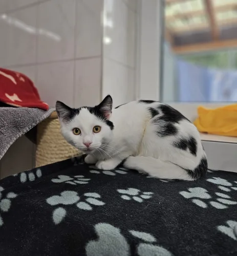 Beitragsbild Katze