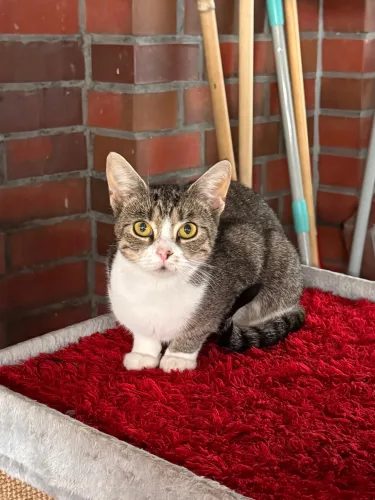 Beitragsbild Katze