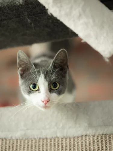 Beitragsbild Katze