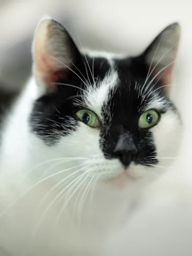 Beitragsbild Katze