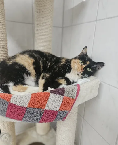 Beitragsbild Katze